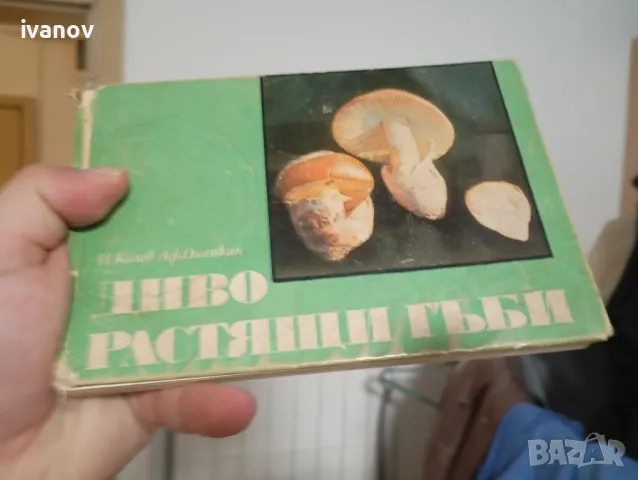Диворастящи гъби , снимка 1