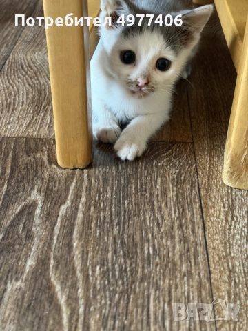 Подарявам котенце., снимка 6 - Други - 56474690