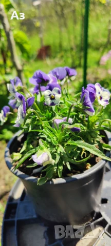 Продавам цветя Теменужки Трикси, снимка 8 - Разсади - 50464114