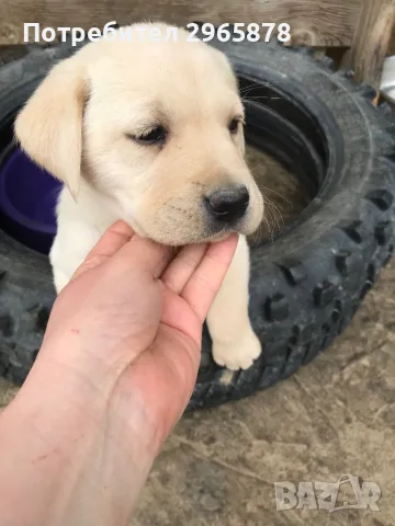 Чистокръвни лабрадори , снимка 2 - Лабрадор ретривър - 49943595