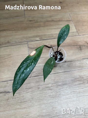 Hoya Pubicalyx black dragon .Pubicalyx pink silver 