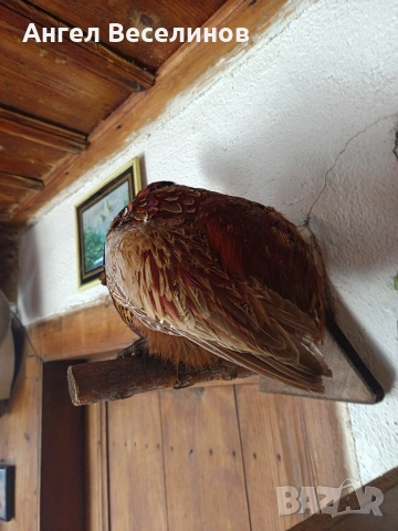 препариран фазан , снимка 5 - Декорация за дома - 54171295