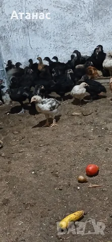 Селски пилета има и гащати..., снимка 5 - Кокошки и пуйки - 55969447