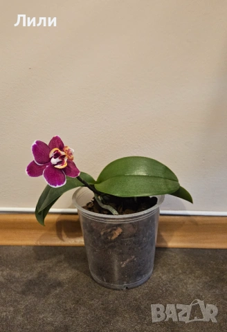 Орхидея фаленопсис Black wax