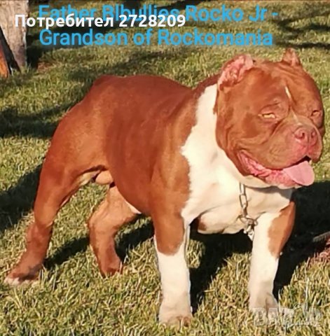 Американско Були Покет/American Bully Pocket , снимка 4 - Питбул - 42384885