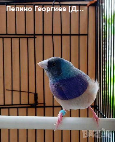 Гулдови Амадини