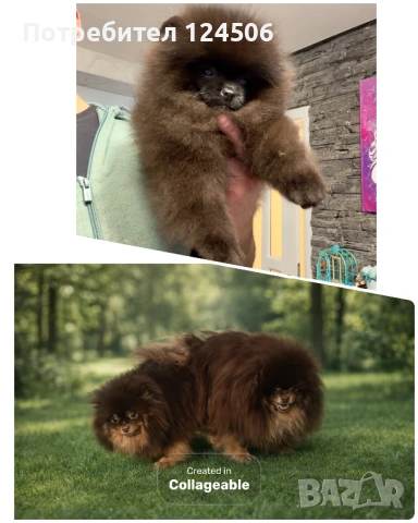 Померан мини померанче 