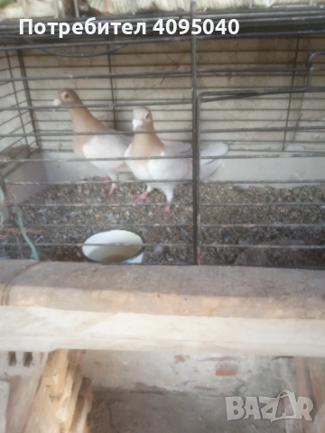 Продавам гълъби, снимка 5 - Гълъби - 51379486