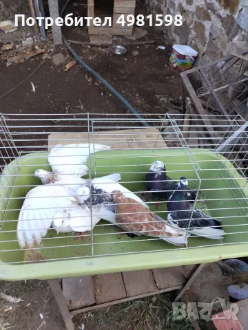 Продавам поморийски гълаби