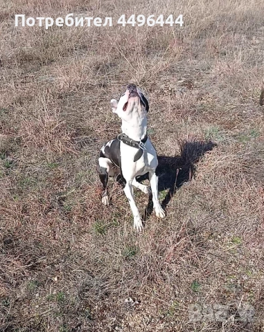  родословно питбулче 8месеца, снимка 9 - Питбул - 53084414