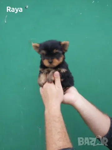 Йоркширски териер , снимка 8 - Йоркширски териер - 48370769