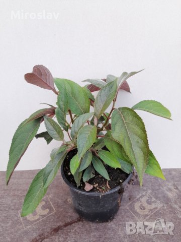 Хортензия (Горещ шоколад), снимка 12 - Градински цветя и растения - 40819031
