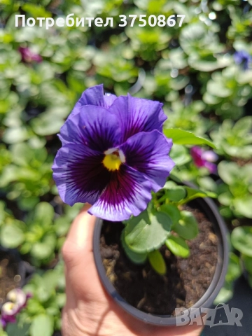 💞☀️🌿 Къдрави теменужки - Frizzle Sizzle, снимка 8 - Градински цветя и растения - 52084793