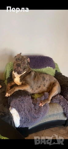 Американско Були ХЛ за разплод, снимка 10 - Други - 48276659