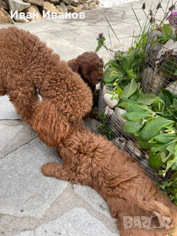 Той мини пудел, снимка 4 - Пудели - 54253460