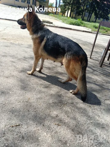 Prodavam chistokravna nemska ovcharka na 2 godini na parvo kochilo, снимка 1