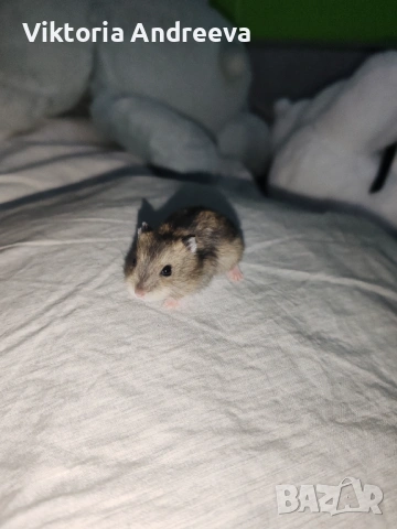 Продавам Хамстерчета