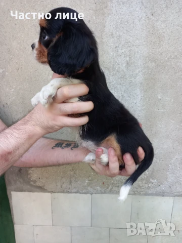 Кавалер Кинг Чарлз Шпаньол, снимка 1