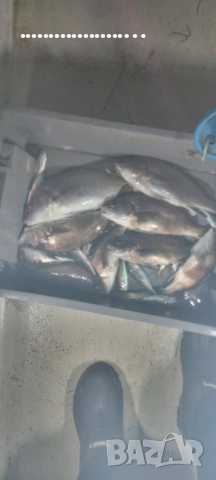 италианска лодка OPEN 5.50 , снимка 8 - Воден транспорт - 52516141