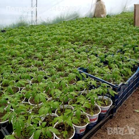 Разсад - Домати, снимка 6 - Разсади - 53999169