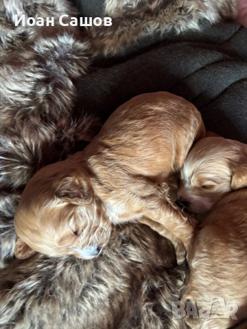 Английски кокер шпаньолчета