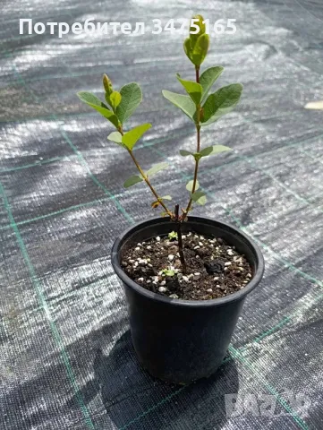 Висока американска боровинка  ,Лоницера  Duet , снимка 5 - Градински цветя и растения - 41164874