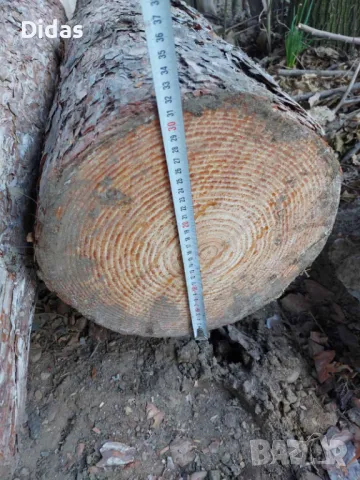 Борови трупи от над 50 годишен черен бор, снимка 5 - Строителни материали - 48436541