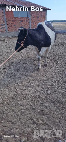 krava na 3 sega na 4tele ezapludena na 4 meses i sas 18 litra mlako, снимка 5 - Крави - 56161231