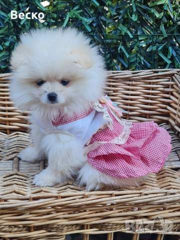 Померан мини женско , снимка 7 - Померан - 54255864