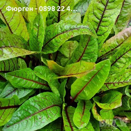     Кървав киселец, лапад, снимка 3 - Разсади - 48300631