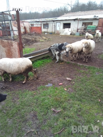 кученце , снимка 2 - Бо - 52890717