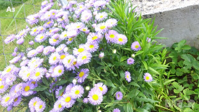 Продавам семена  на градинска синя Маргарита (реколта 2025 г), снимка 7 - Разсади - 37323278