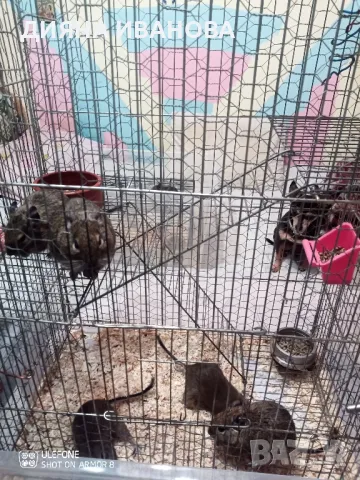 Катерички дегу, снимка 4 - Търси партньор - 48394449