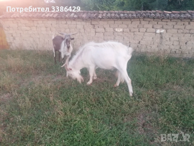 Ярета и пръчове , снимка 9 - Кози - 51078813