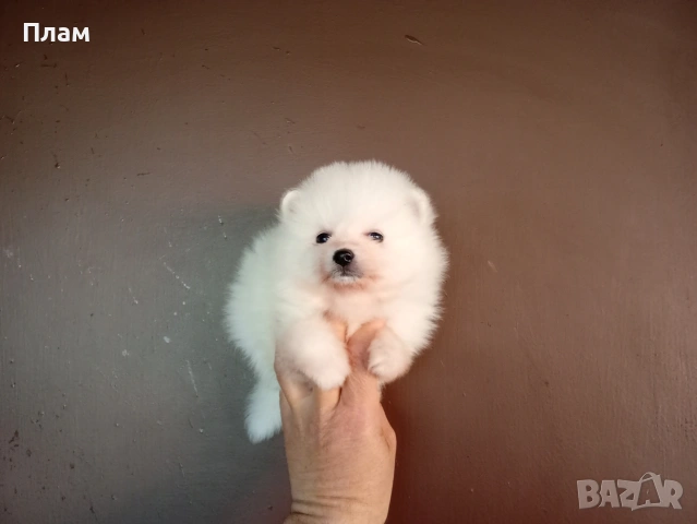 Бели мъжки Померани., снимка 3 - Померан - 54100293