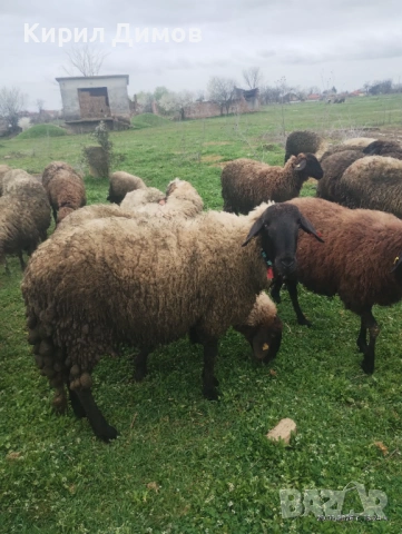  Черно главо кочле, снимка 2 - Овце - 54017837