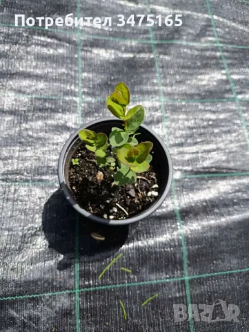 Висока американска боровинка  ,Лоницера  Duet , снимка 7 - Градински цветя и растения - 41164874