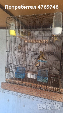 Продавам канарчета 2025г с метални пръстени