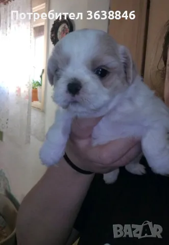 Ши тцу, снимка 4 - Ши Тцу - 50235043