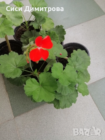 Мушкато, снимка 3 - Стайни растения - 51963994