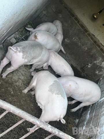 Домашни прасета 100-130 кг