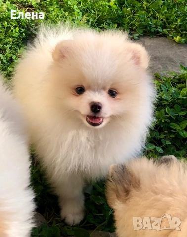 Померанчета, снимка 7 - Померан - 52631209
