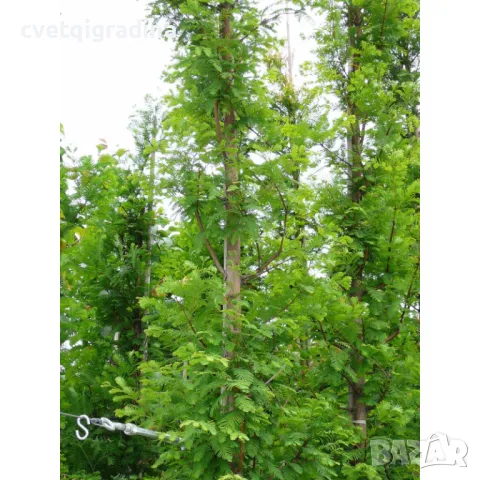 Metasequoia glybtostroboides метасеквоя, снимка 2 - Градински цветя и растения - 50078167