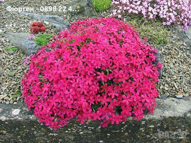 Разсад Флокс 6 цвята-Бял,лилав,розов,,шарен,виолет и цикламен Цена за 1бр 5лв, снимка 8 - Разсади - 37605672