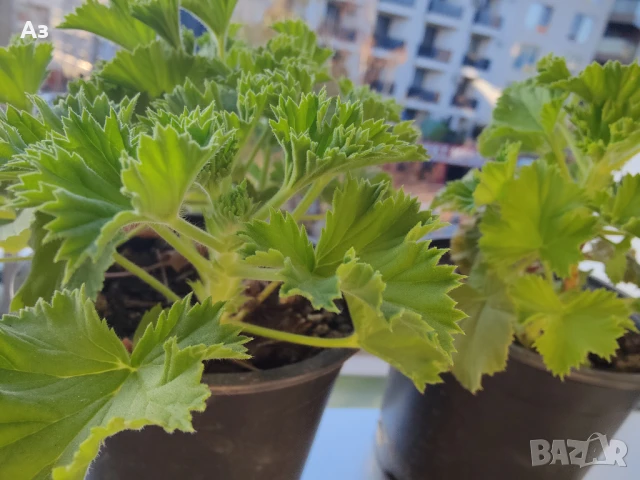 Продавам цветя Кралско (Английско) мушкато - подготвени за обилен цъфтеж през есента, снимка 4 - Стайни растения - 50477875