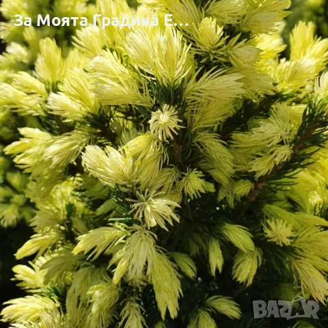 Канадски Смърч -Дейзи Уайт, снимка 3 - Градински цветя и растения - 49494615