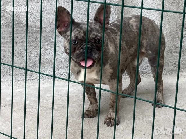 Мъжки Френски Булдог, снимка 2 - Френски булдог - 50461860