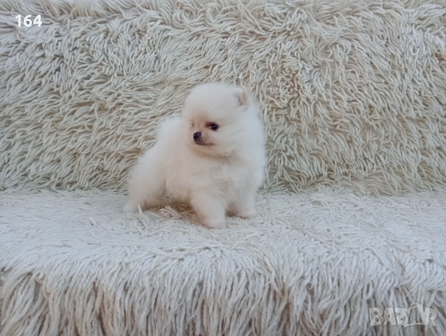 Мъжки мини Померан. Реални снимки !!! , снимка 2 - Померан - 54153948