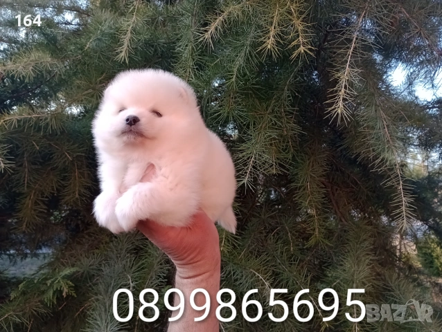 Бели и кремави мъжки кученца Шпиц., снимка 3 - Шпиц - 53876075