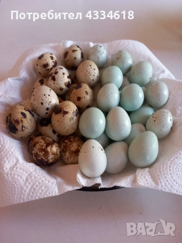 Яйца от пъдпъдъци , снимка 3 - Домашни продукти - 52911123